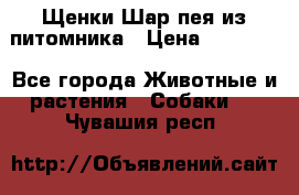 Щенки Шар пея из питомника › Цена ­ 25 000 - Все города Животные и растения » Собаки   . Чувашия респ.